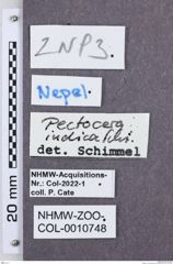 Etikette zu Pectocera indica (NHMW-ZOO-COL-0010748)